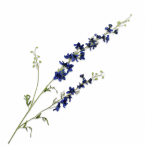 Delphinium tak BLW DK 122cm